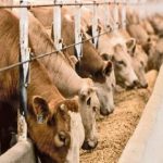 Africa’s agritech innovators meet to tackle hunger | The Guardian Nigeria News