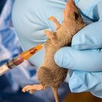 Nigerians urged to be vigilant as Lassa fever kills 162