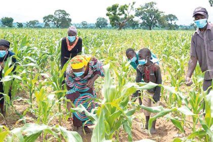 Nigeria launches TELA maize variety stakeholders express hope of better days for