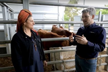 Red heifers in Israel - A sign of the end of the world?
