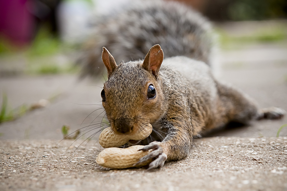 'Justice for Peanut': 5 reactions to celebrity squirrel's death