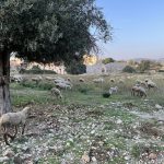 5 reasons why strong pastoral leadership is biblically essential