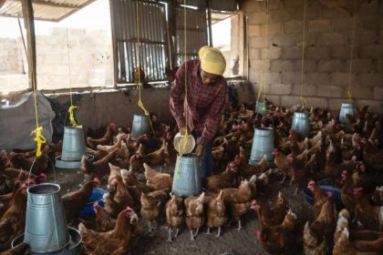 Atsuku Msenhemba Mercy feeds chickens at her Jos farm which benefits from Anatsor local start-up technology