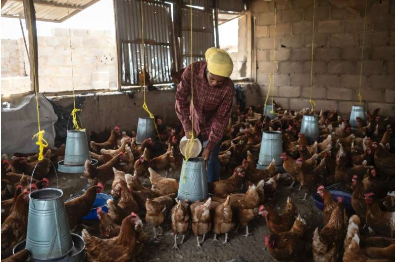 Atsuku Msenhemba Mercy feeds chickens at her Jos farm which benefits from Anatsor local start-up technology